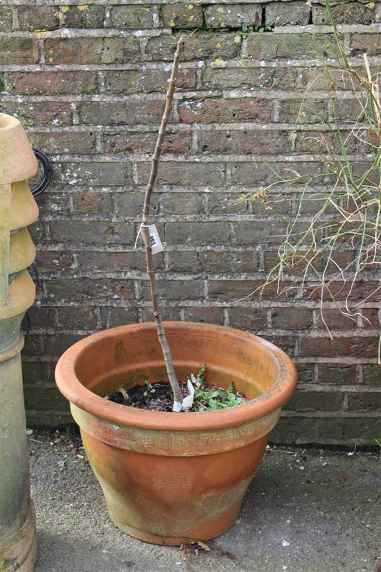 Fig tree in terracotta pot